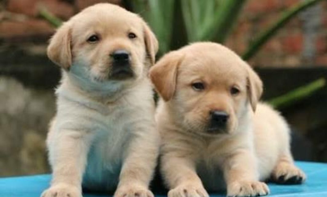 ¿Pelos de tu mascota por toda la casa? ¿Pelos de tu mascota por toda la casa?