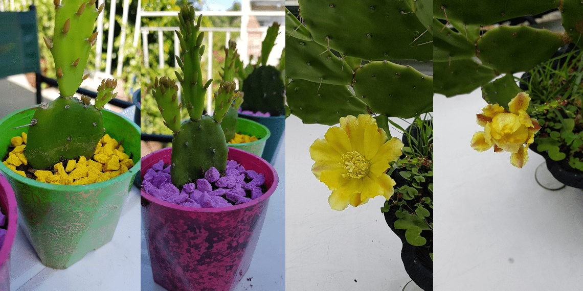 Emprende y cultiva cactus en tu hogar Emprende y cultiva cactus en tu hogar