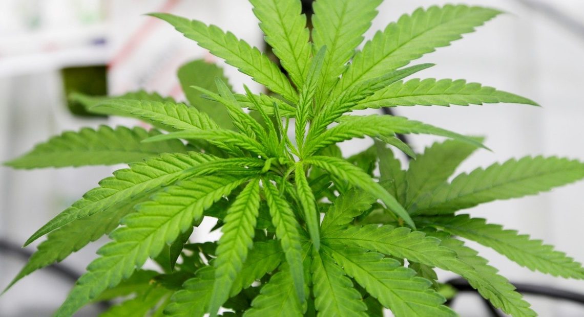 Marihuana, ¿Buena o Mala? Marihuana, ¿Buena o Mala?